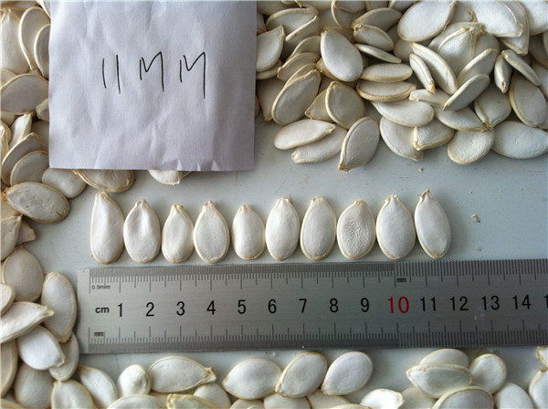 4 南瓜子 pumkin kernels.jpg